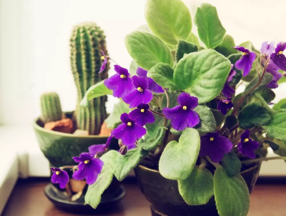 Plantas de interior resistentes que traerán bienestar y alegría a tu casa  (y que necesitan muy pocos cuidados)