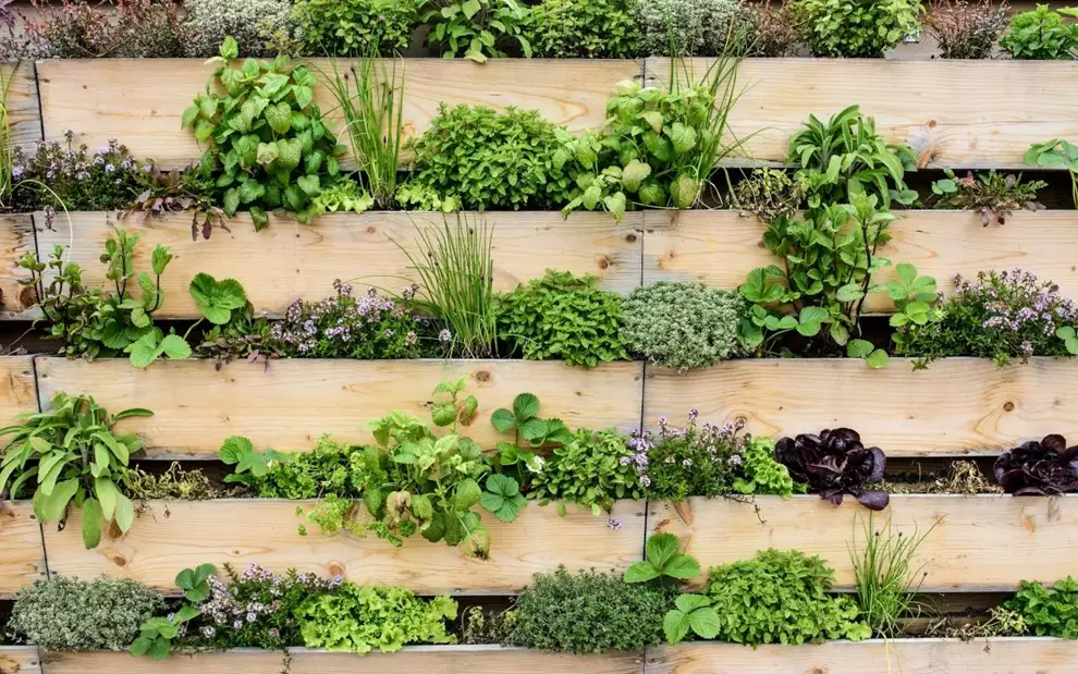 Cómo hacer un jardín vertical en casa, paso a paso
