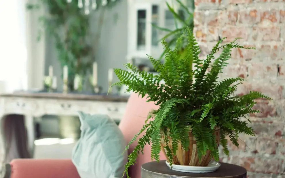 10 plantas que purifican el aire de tu casa