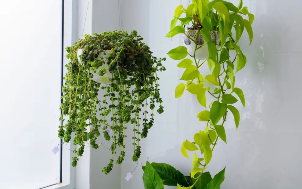 Las mejores plantas para el dormitorio: no te roban oxígeno y purifican el aire