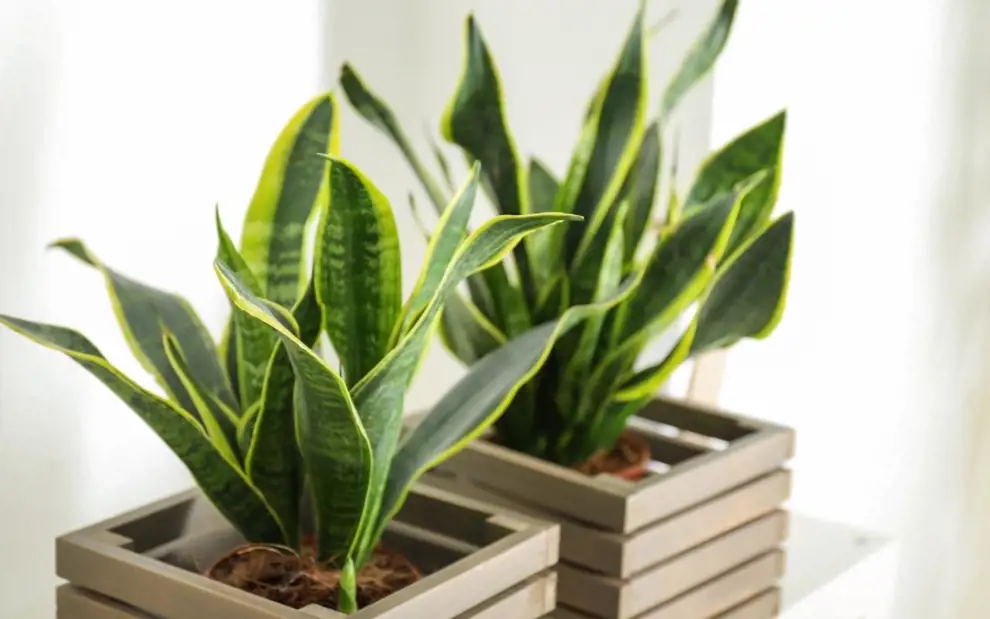 Las mejores plantas para el dormitorio: no te roban oxígeno y purifican el aire