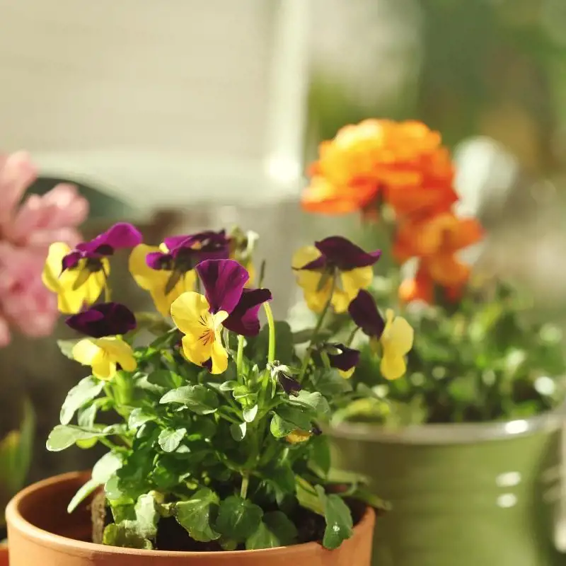 Plantas de interior con flor que llenarán de vida tu casa todo el año