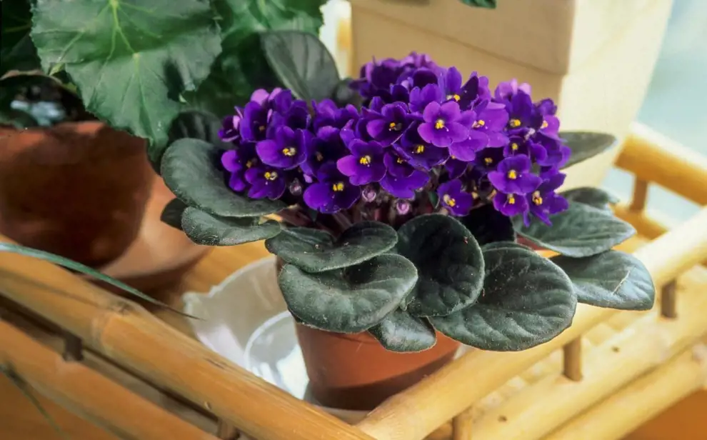 Plantas de interior con flor que llenarán de vida tu casa todo el año
