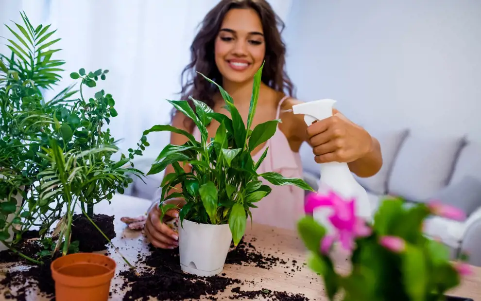 Los cuidados básicos para que tus plantas sobrevivan: trucos sencillos para principiantes