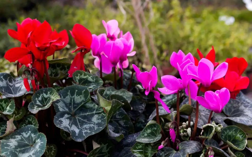 10 plantas de exterior que aguantan el frío y darán vida a tu terraza en invierno