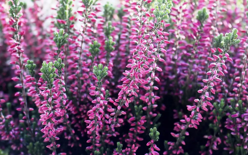 10 plantas de exterior que aguantan el frío y darán vida a tu terraza en invierno