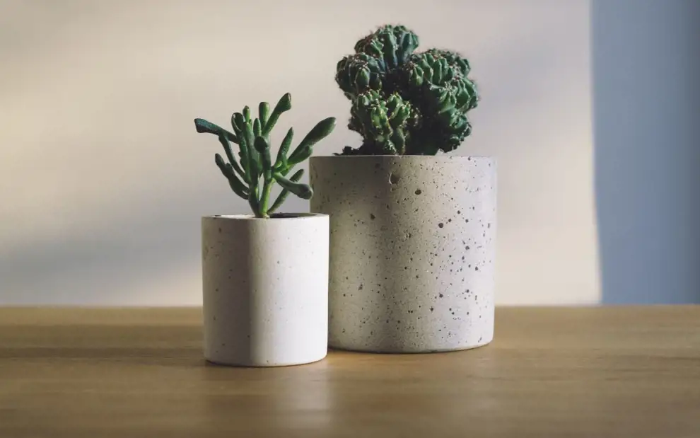 Las 50 plantad de interior más resistentes y fáciles de cuidar: cactus