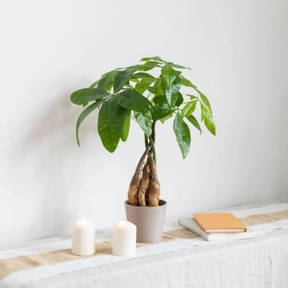 Las 50 plantas de interior más resistentes y fáciles de cuidar: árbol de la abundancia