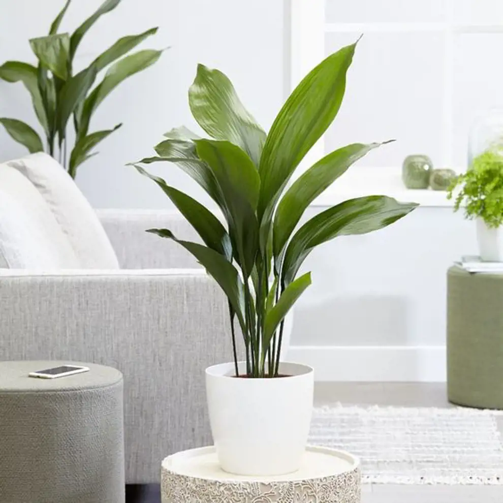 Las 50 plantas de interior más resistentes y fáciles de cuidar: aspidistra