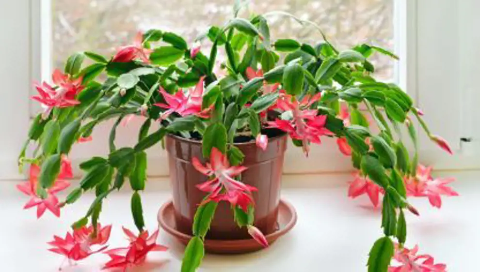 Las 50 plantas de interior más resistentes y fáciles de cuidar: cactus de Navidad