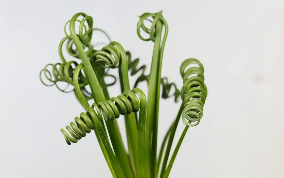Las 50 plantas de interior más resistentes y fáciles de cuidar: albuca spiralis