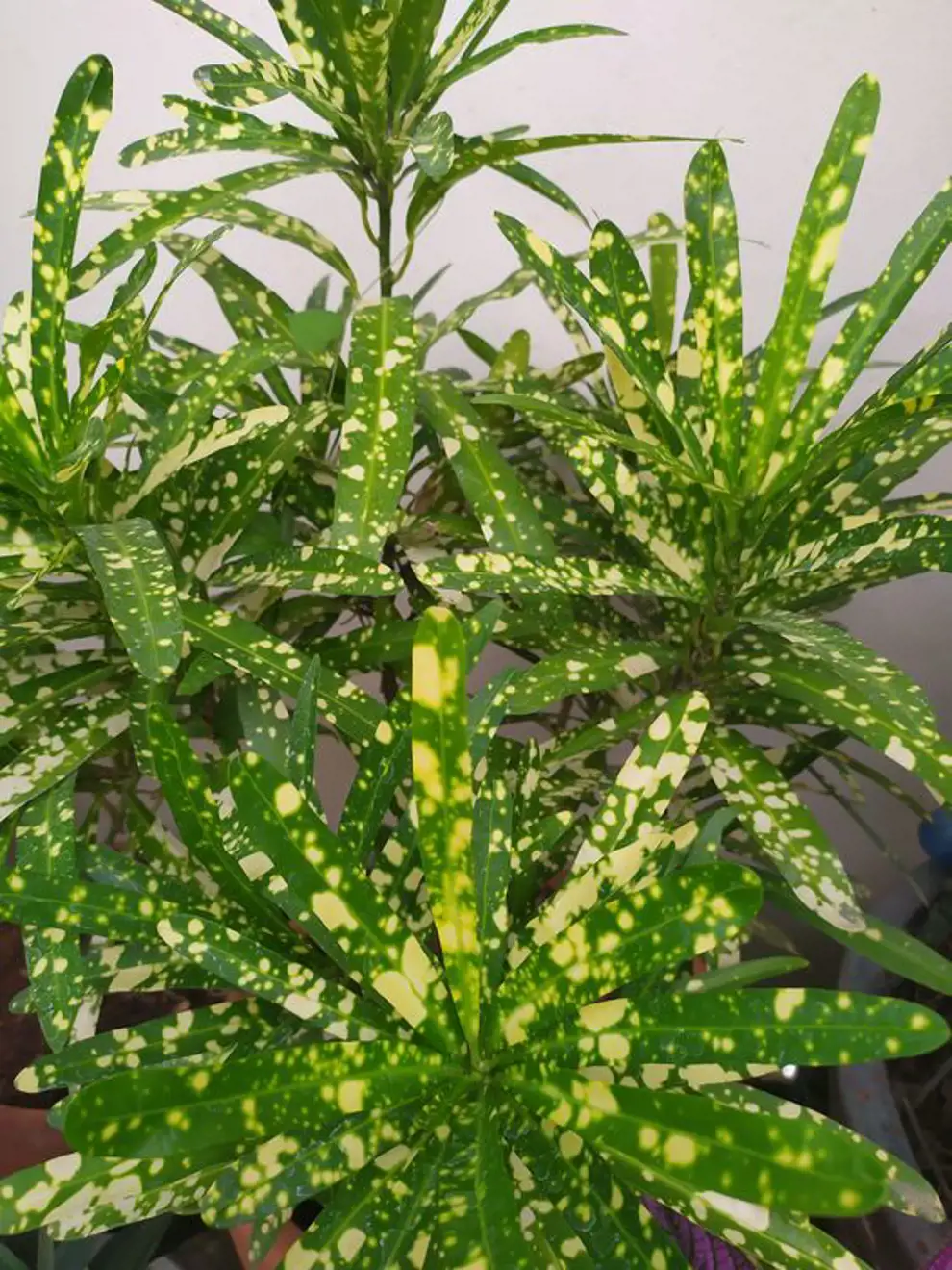 Las 50 plantas de interior más resistentes y fáciles de cuidar: codiaeum variegatum