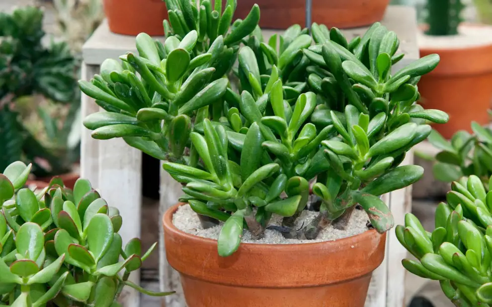 Las 50 plantas de interior más resistentes y fáciles de cuidar: planta de jade