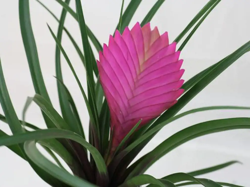 Las 50 plantas de interior más resistentes y fáciles de cuidar: pluma rosa