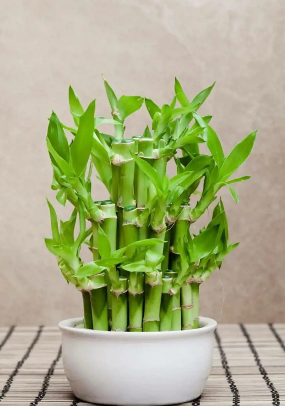 Las 50 plantas de interior más resistentes y fáciles de mantener: bambú de la suerte
