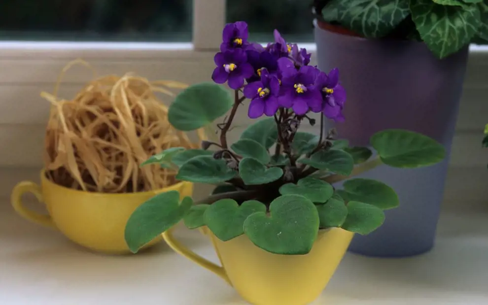 Las 50 plantas de interior más resistentes y fáciles de mantener: violeta africana
