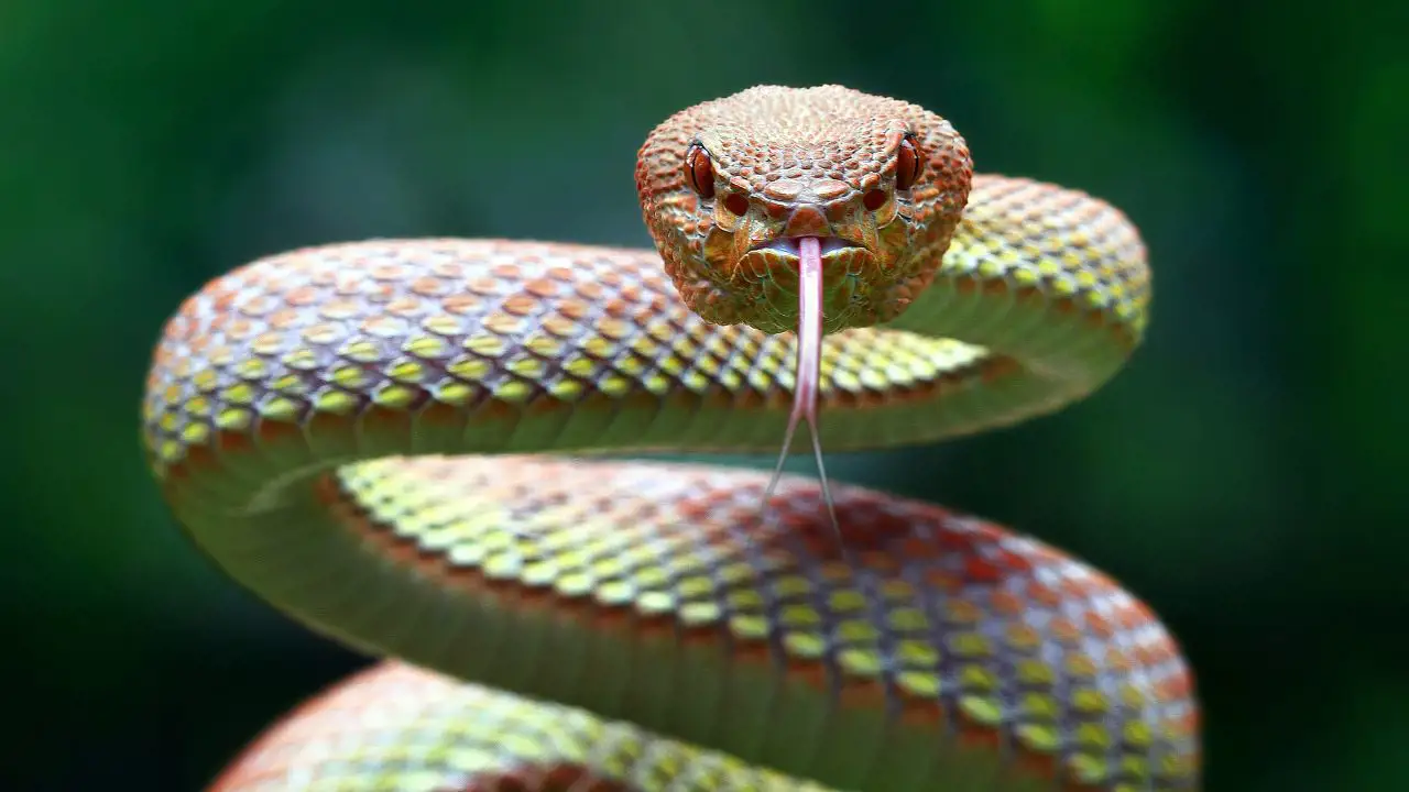 ¿Qué significa soñar con serpientes según la psicología?