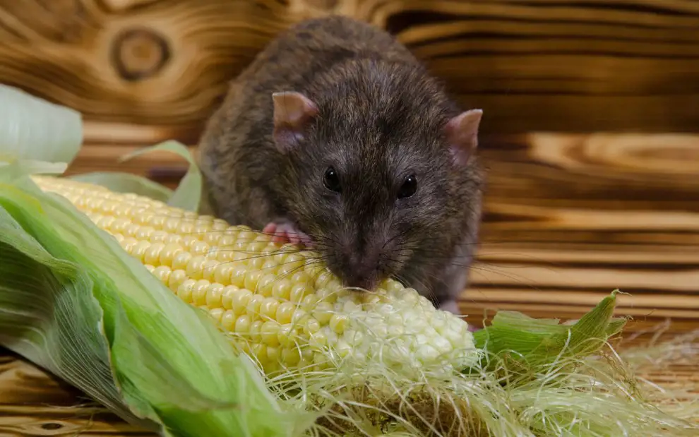 ¿Qué significa soñar con ratas según la psicología?