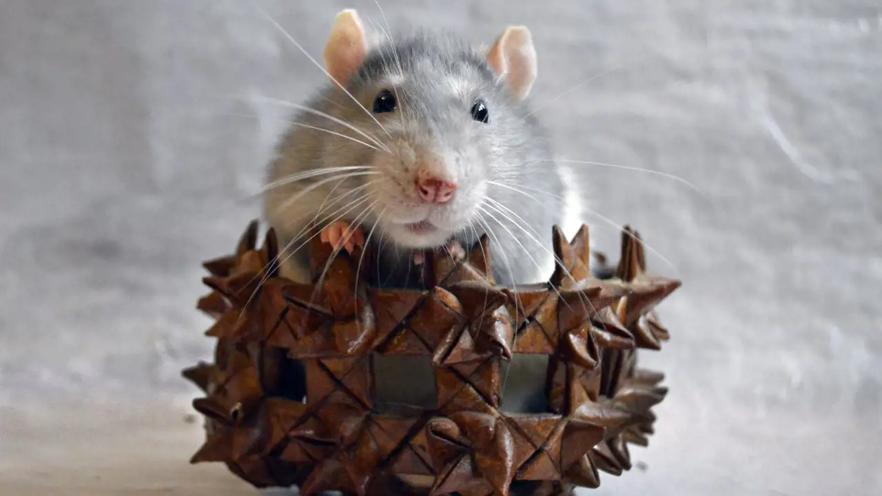 ¿Qué significa soñar con ratas según la psicología?