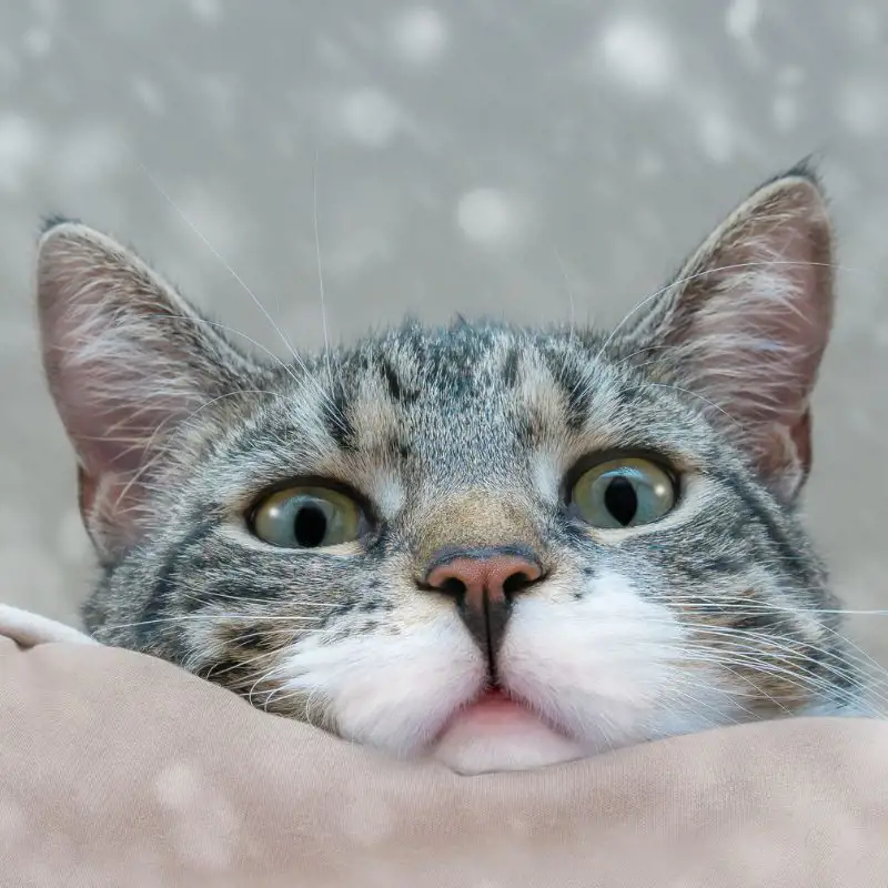 ¿Qué significa soñar con gatos según la psicología?