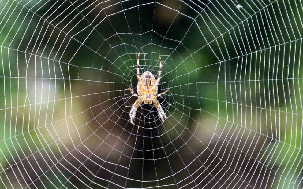 ¿Qué significa soñar con arañas según la psicología?