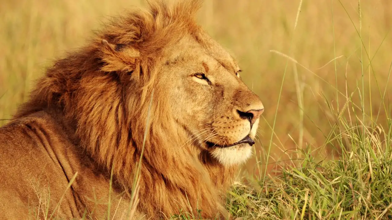 ¿Qué significa soñar con leones según la psicología?