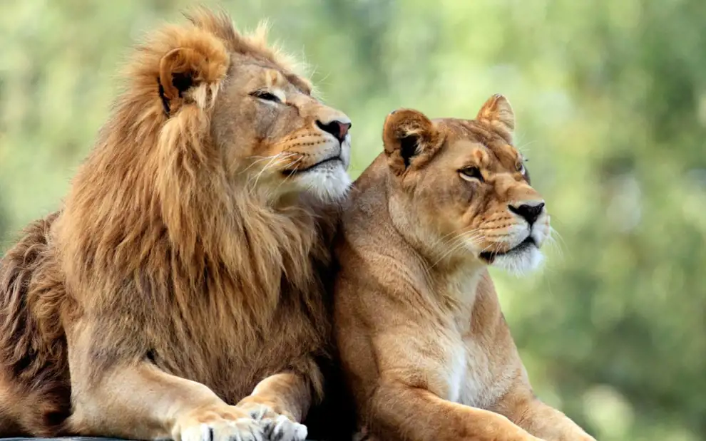 ¿Qué significa soñar con leones según la psicología?
