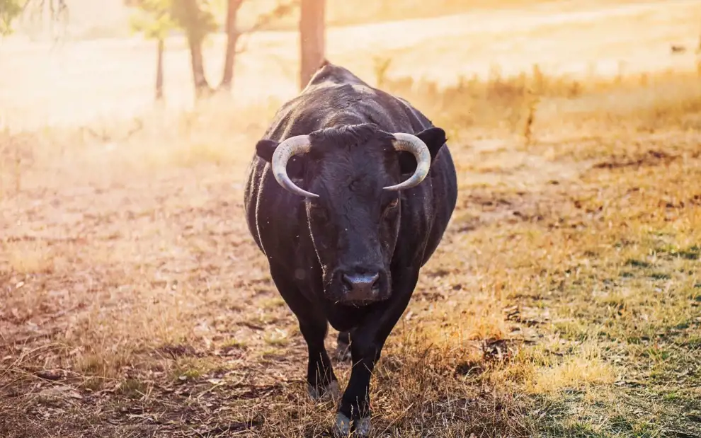 ¿Qué significa soñar con toros según la psicología?