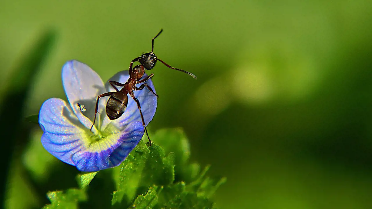 ¿Qué significa soñar con hormigas según la psicología?
