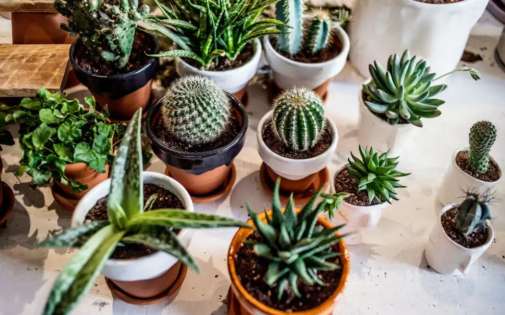 Plantas que atraen la buena suerte y la fortuna: cactus