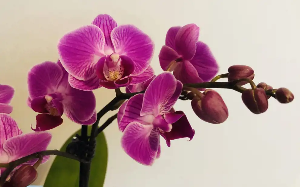 Plantas que atraen la buena suerte y la fortuna: orquídea