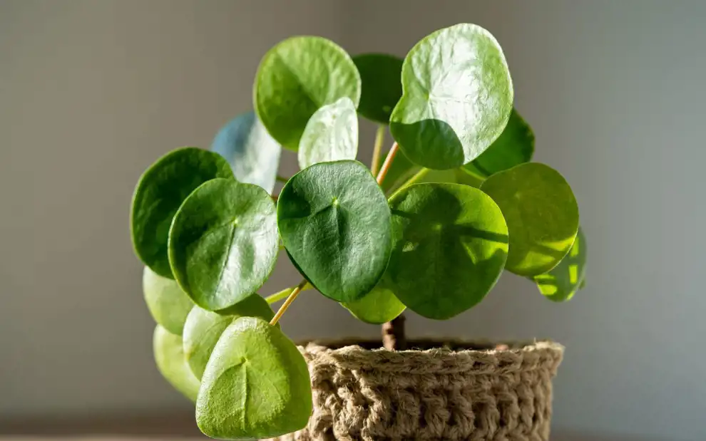 Plantas que atraen la buena suerte y la fortuna: planta china del dinero