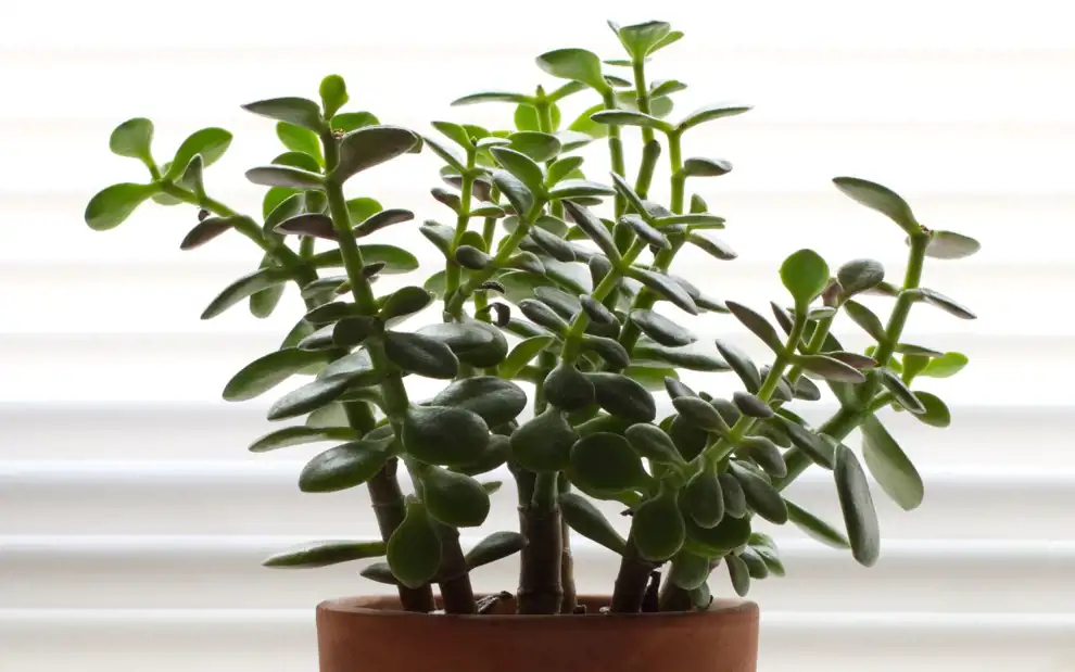 Plantas que atraen la buena suerte y la fortuna: planta de jade