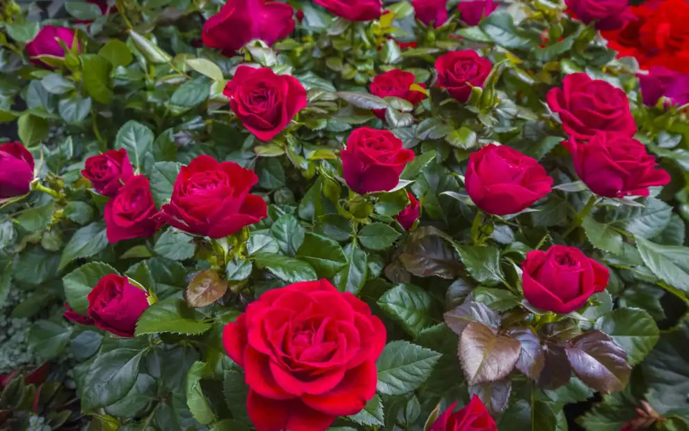 Plantas que atraen la buena suerte y la fortuna: rosas